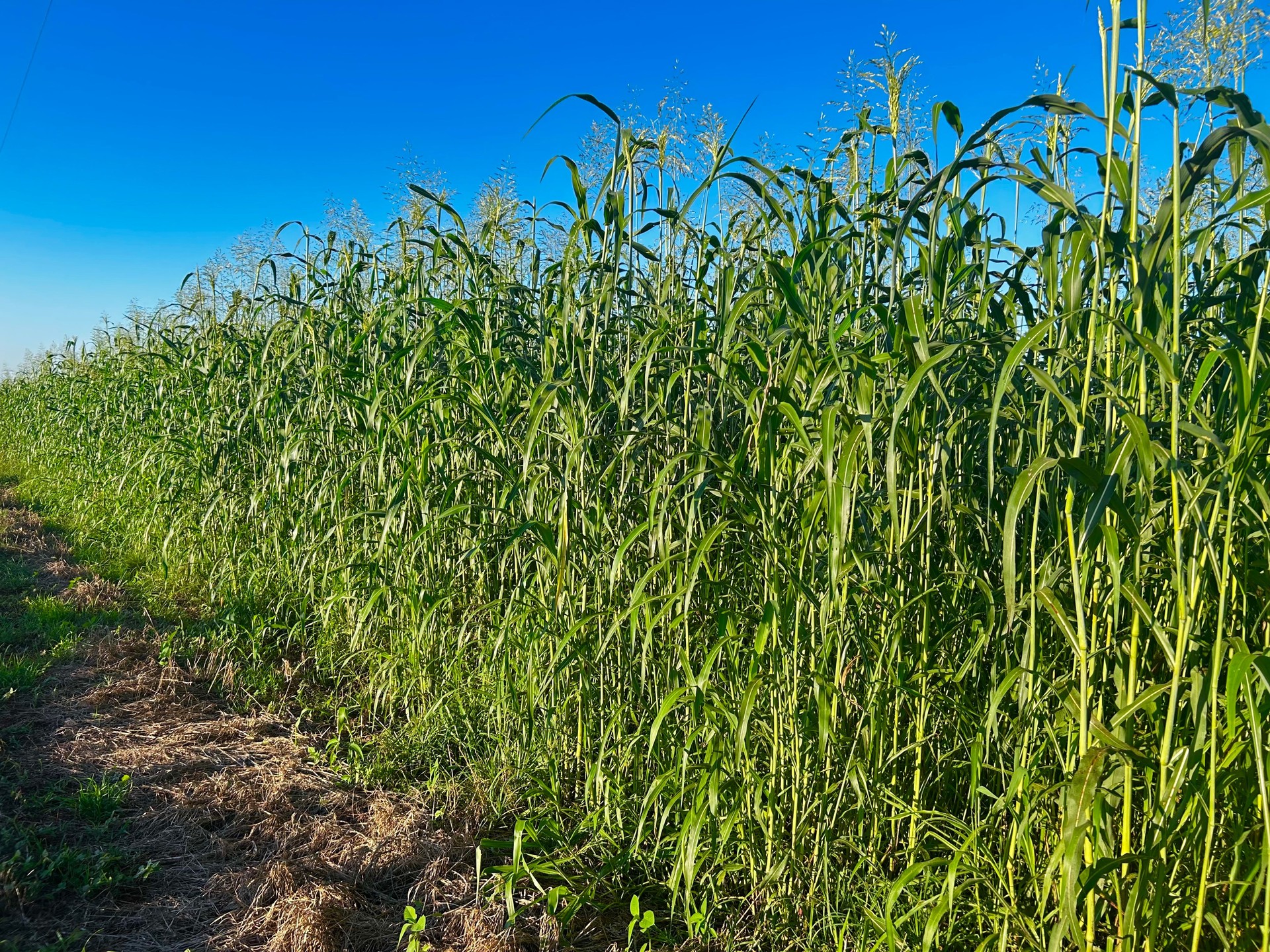 Sudan grass (Sorghum bicolor cv. Sudanense) field in agricultural rotation area
