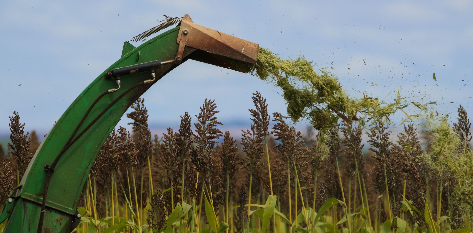 Harvesting sorghum for silage
